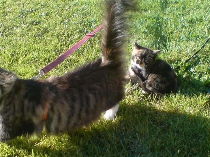 Huskat Ymer - Ude og lege med Tulle... billede 8