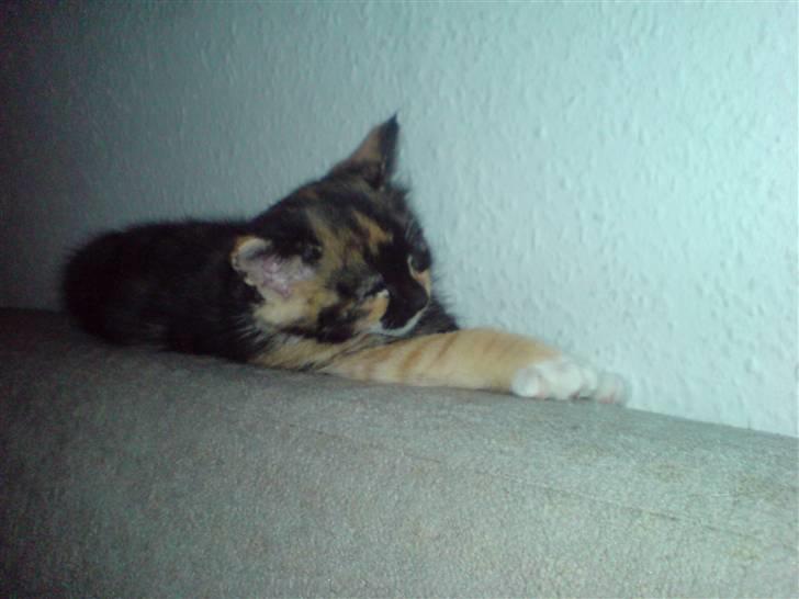 Huskat Ymer - Snnnoooooorrrrkkkkk billede 9