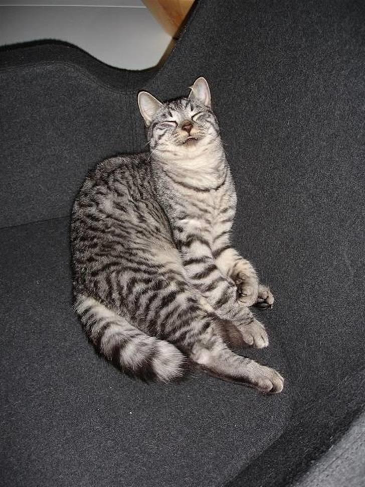 Blanding af racer Brede - Mooooar!!!!  billede 1