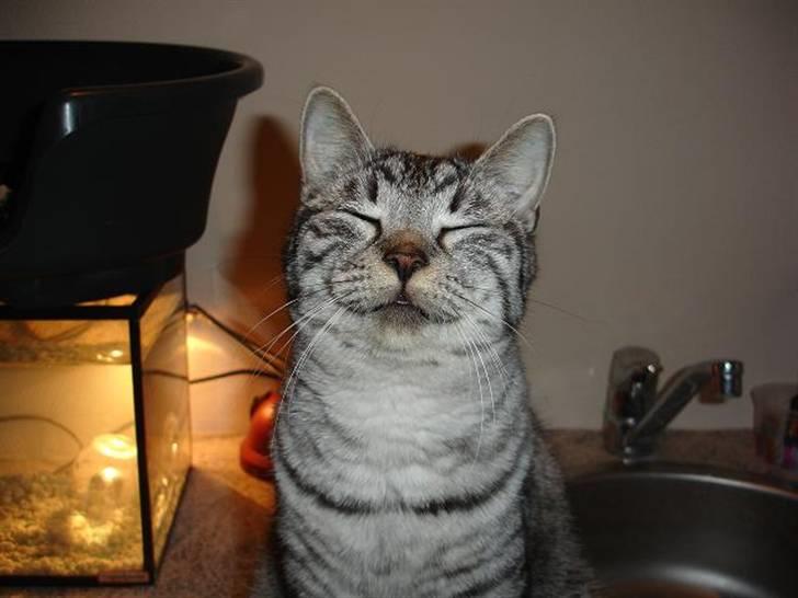 Blanding af racer Brede - Heeeeeeeej :D billede 2