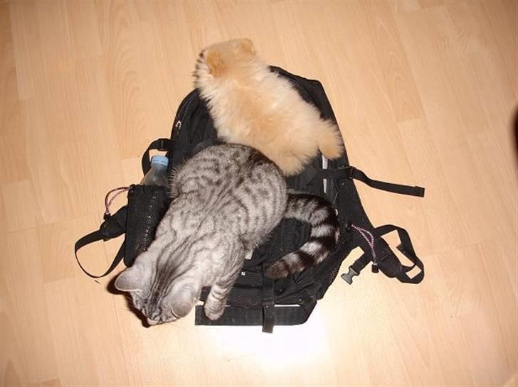 Blanding af racer Brede billede 3