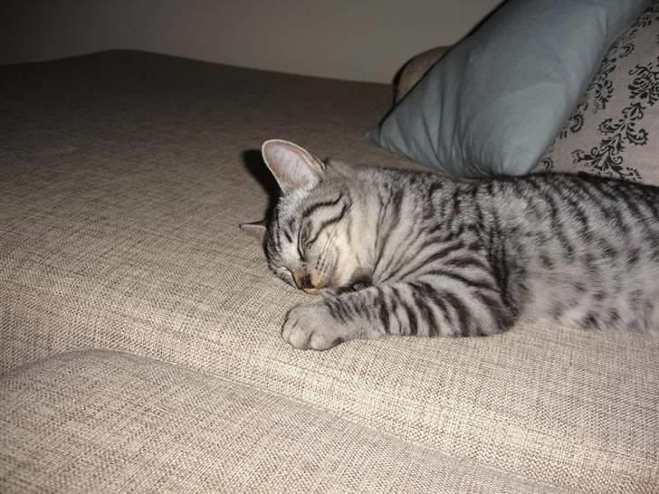 Blanding af racer Brede - ligner han ikke bare en dejlig lille bamse? billede 4