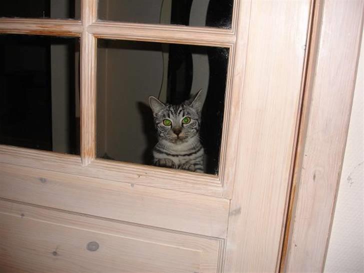 Blanding af racer Brede - Heeeeeeeej :D billede 5