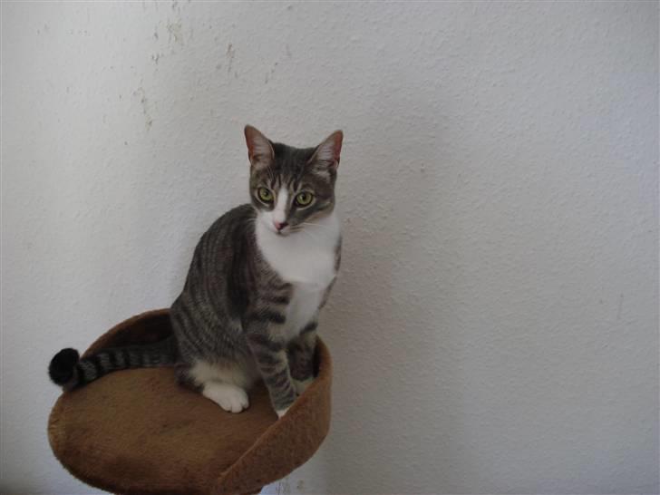 Huskat Mini billede 1