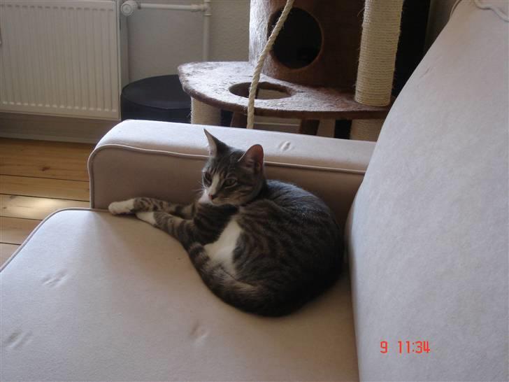 Huskat Mini billede 2