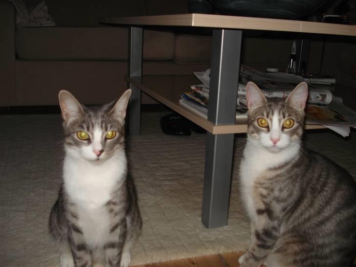 Huskat Mini billede 3