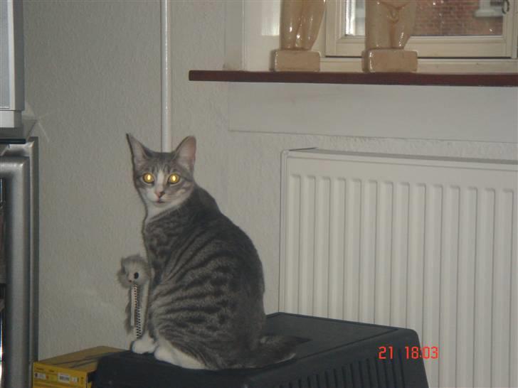 Huskat Mini billede 4