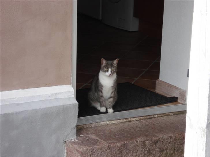 Huskat Mini billede 5