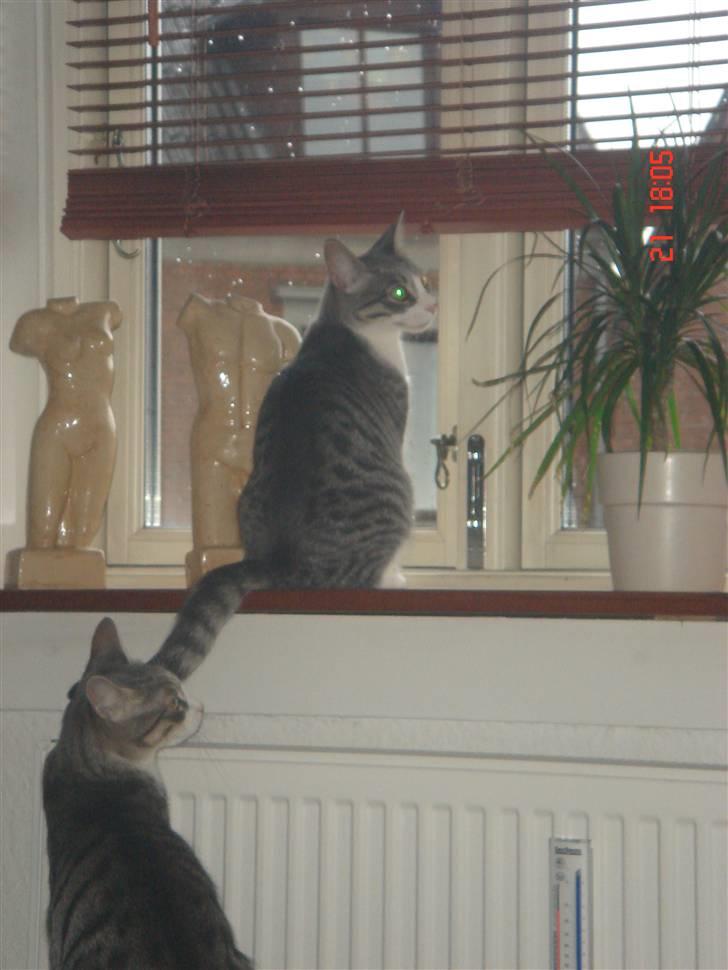 Huskat Mini billede 6