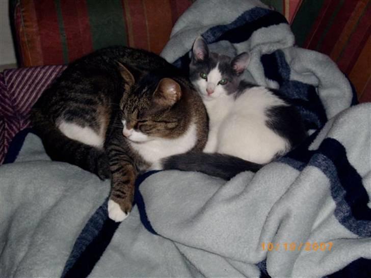 Huskat baby - swetlana og baby hygger billede 1