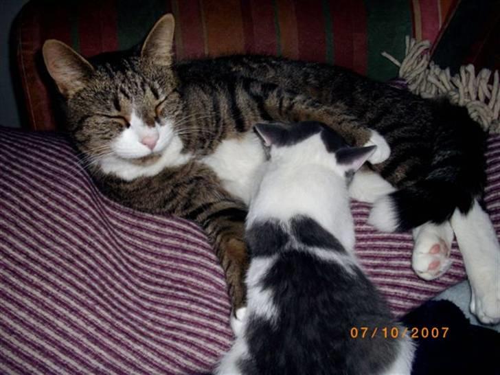 Huskat baby - swetlana (hankat) har fået identitetskrise..... billede 2