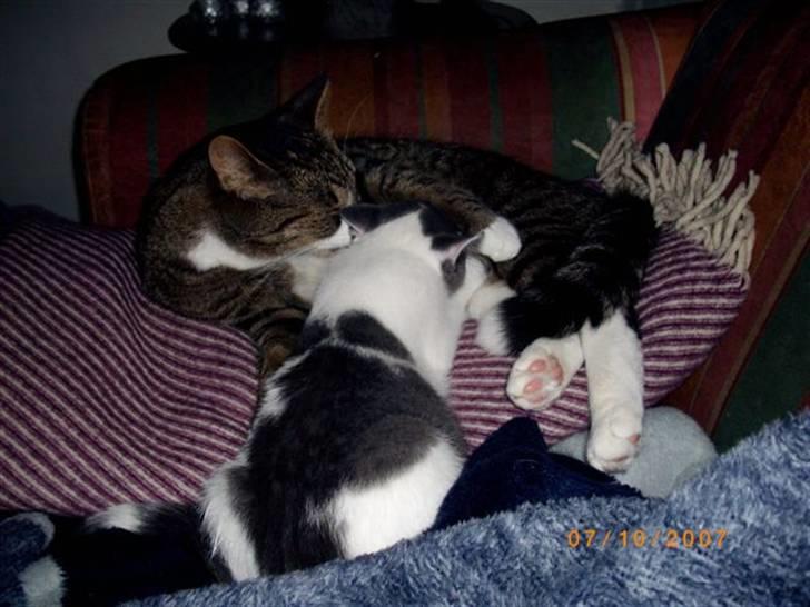 Huskat baby - stor krise, men de hygge og nusser... billede 3