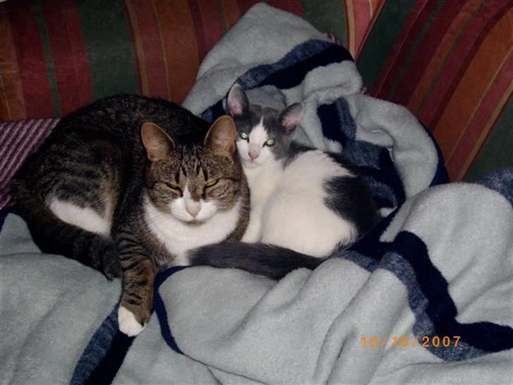 Huskat baby billede 4