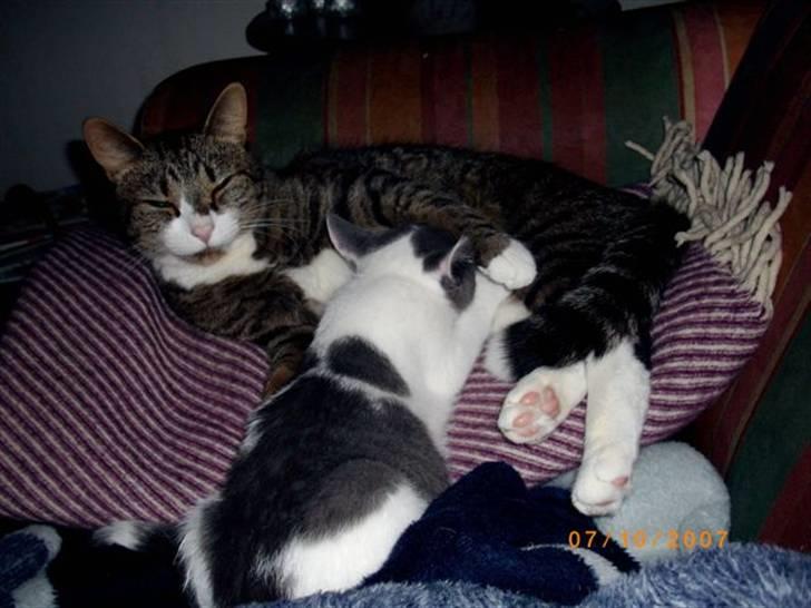 Huskat baby billede 5