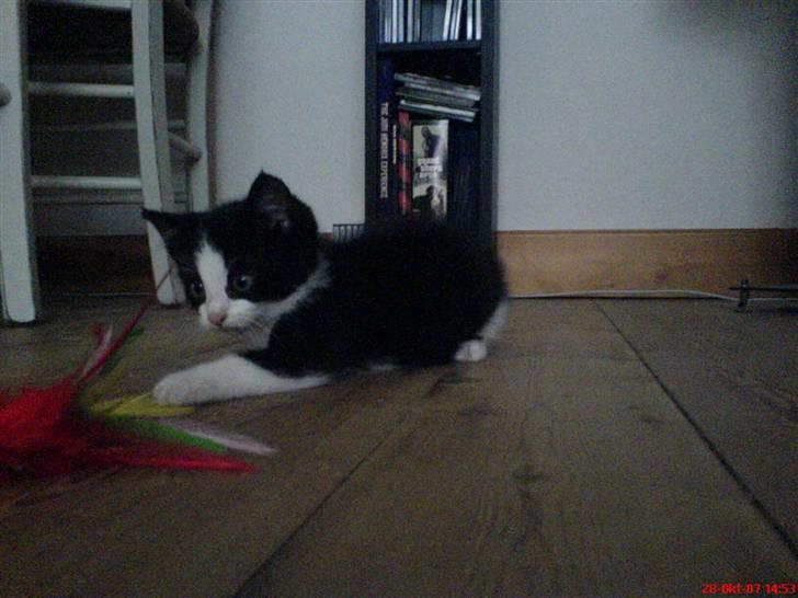 Huskat Bertram SOLGT :'( - LEGE LEGE billede 5