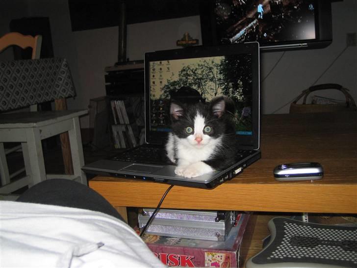 Huskat Bertram SOLGT :'( - den her er varm og dejlig at ligge på... billede 6