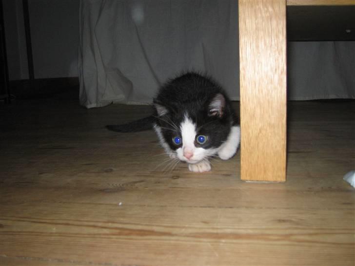 Huskat Bertram SOLGT :'( - jeg springer på den lige om lidt... billede 8