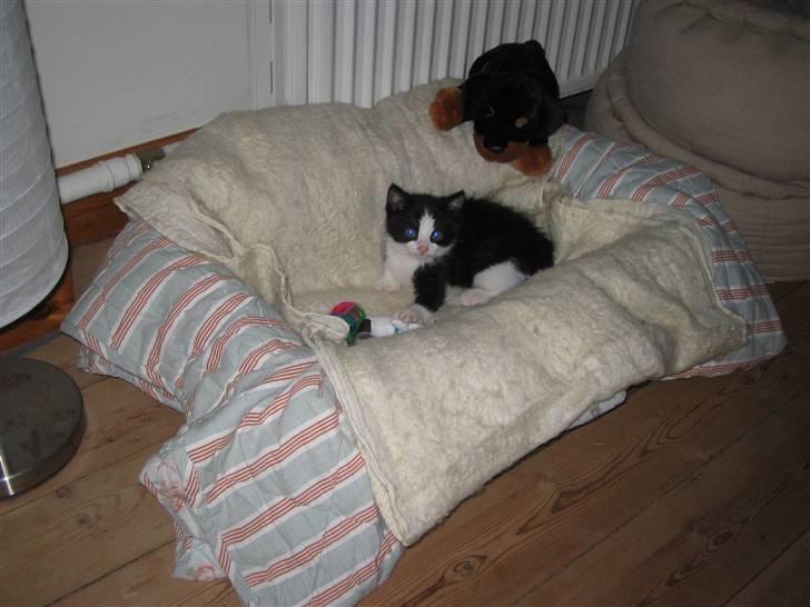 Huskat Bertram SOLGT :'( - se mig i min smukke kruv billede 9