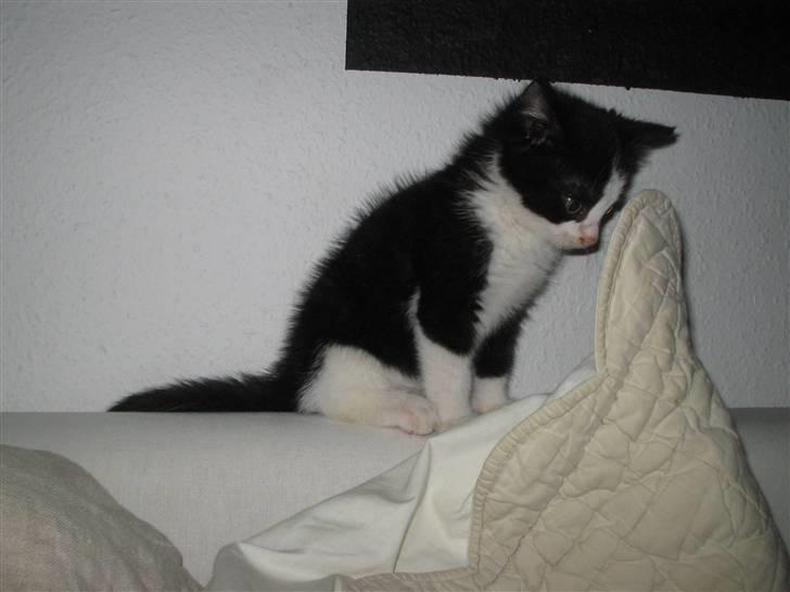 Huskat Bertram SOLGT :'( - hvá laver han..??? billede 10