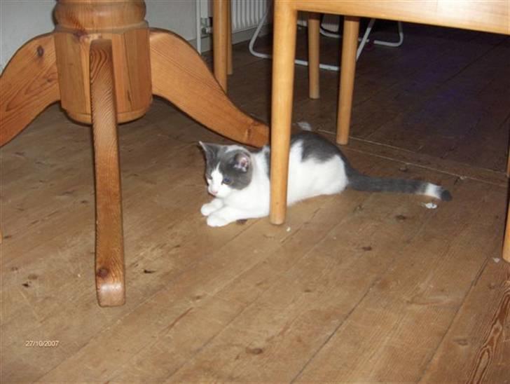 Huskat baby billede 6