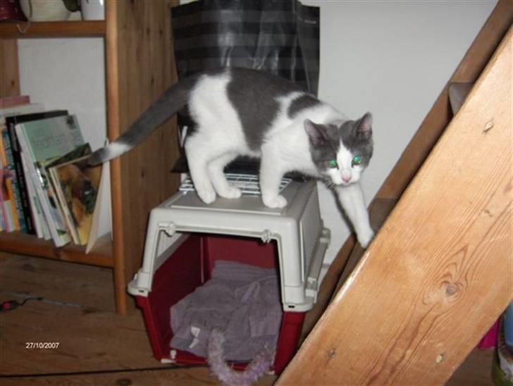 Huskat baby billede 7