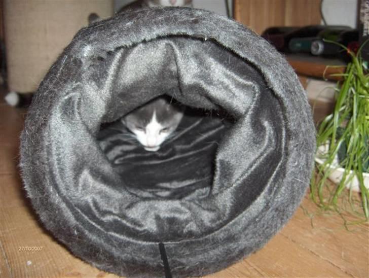 Huskat baby billede 8