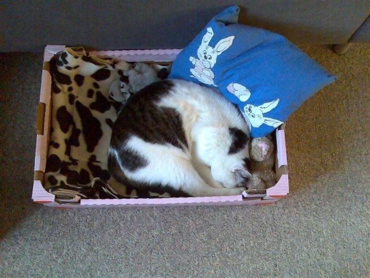 Huskat Findus billede 1