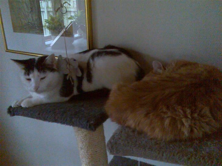 Huskat Findus billede 2