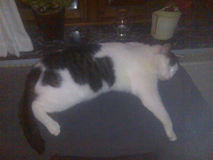 Huskat Findus billede 3