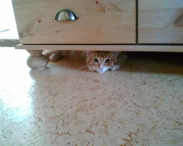 Maine Coon Doggy billede 1