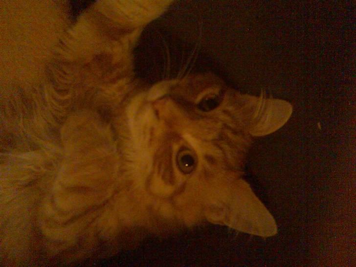 Maine Coon Doggy billede 2