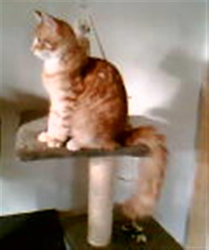 Maine Coon Doggy billede 3