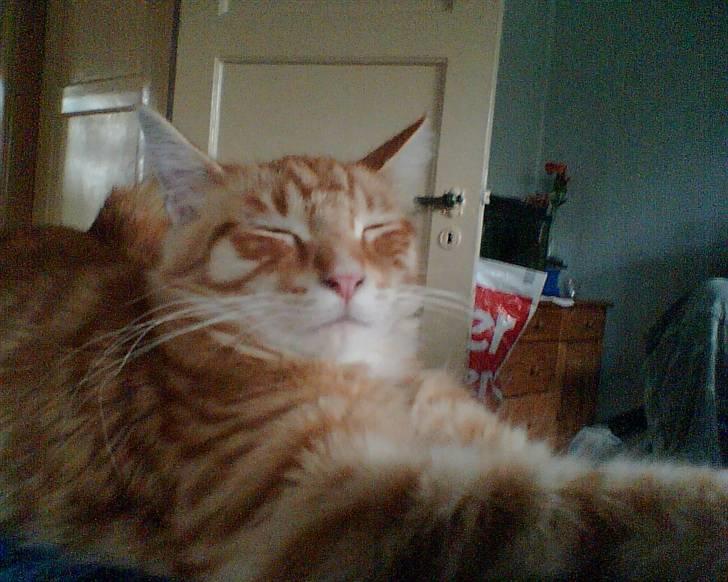 Maine Coon Doggy billede 4