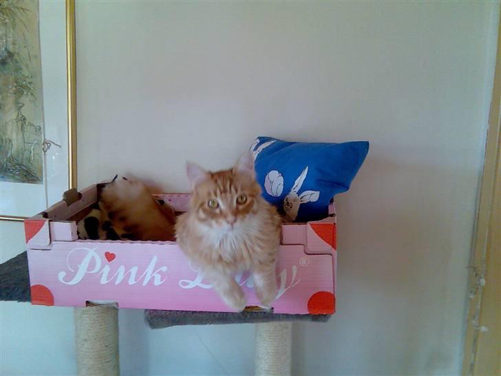 Maine Coon Doggy billede 5