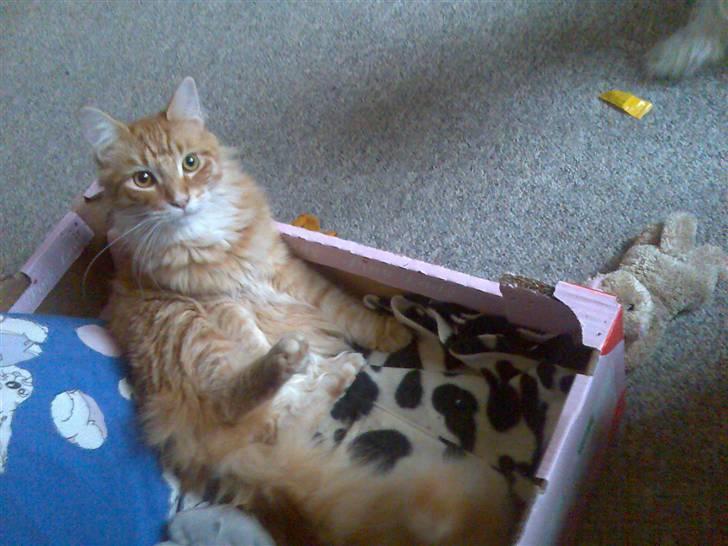 Maine Coon Doggy billede 6