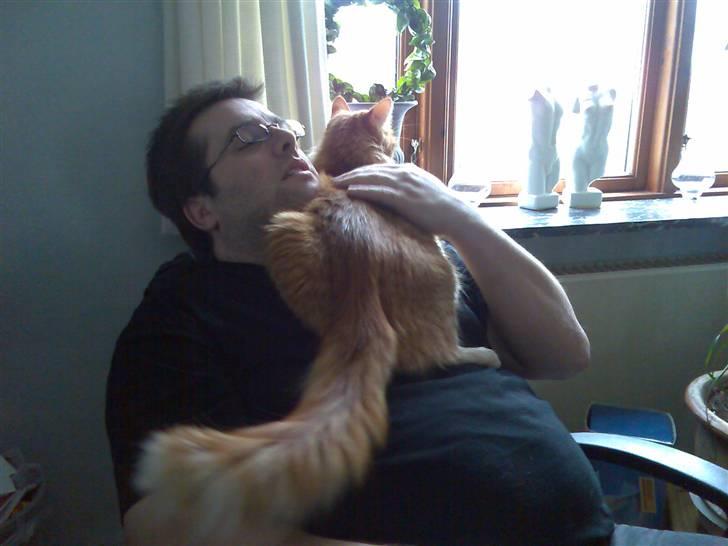 Maine Coon Doggy billede 7