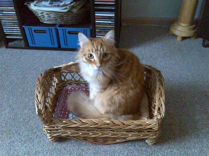 Maine Coon Doggy billede 8