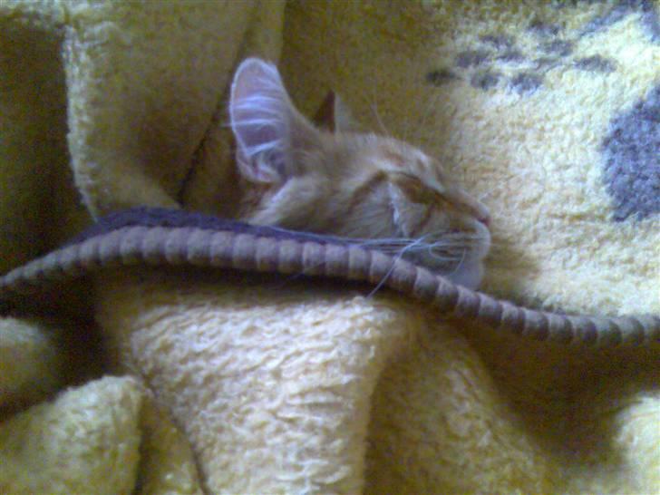 Maine Coon Doggy billede 9