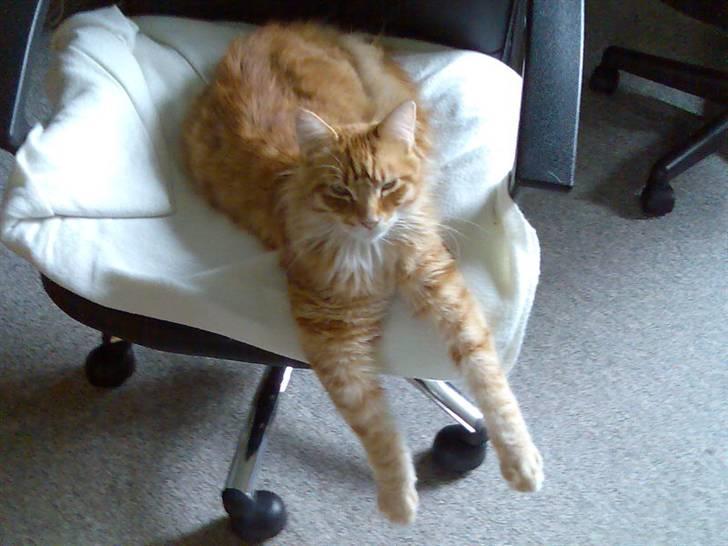 Maine Coon Doggy billede 10