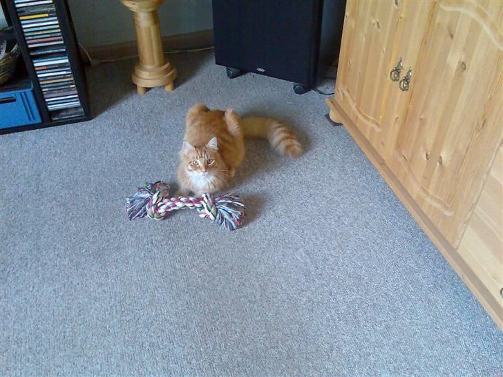 Maine Coon Doggy billede 11