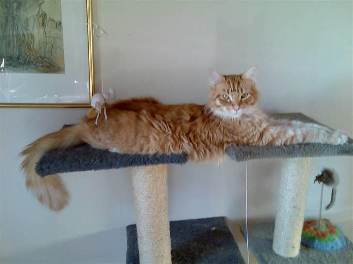 Maine Coon Doggy billede 12