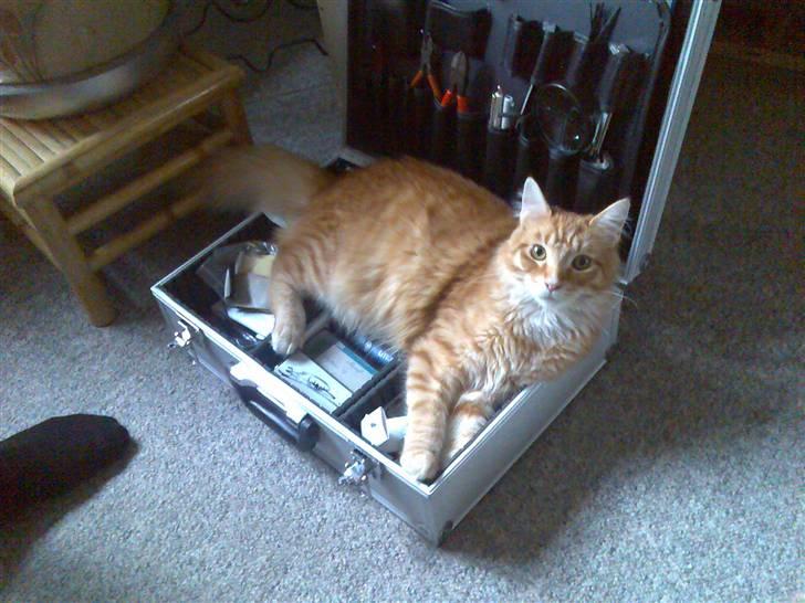 Maine Coon Doggy billede 13