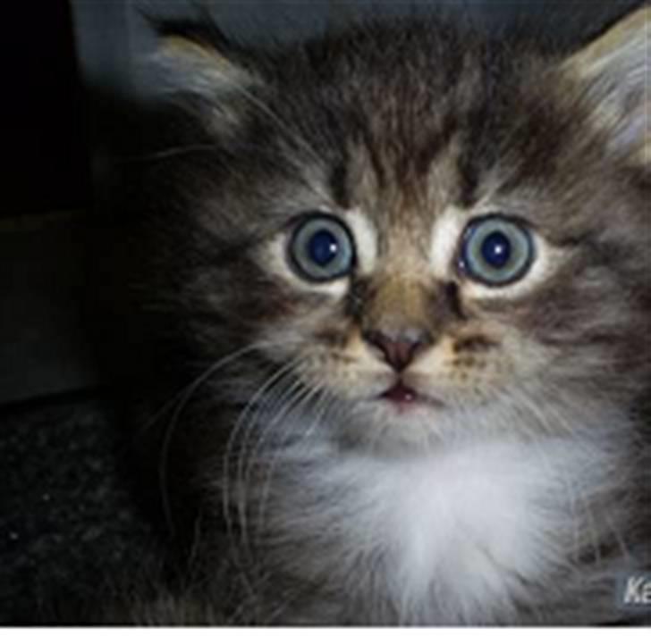 Blanding af racer Florian - hov hvad sker der lige her billede 1