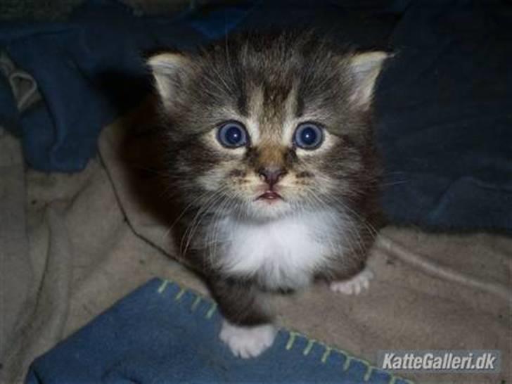 Blanding af racer Florian - hvor er alle mennesker...?... suk jeg er helt alene billede 2