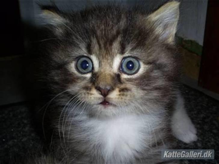 Blanding af racer Florian - jeg er meget fotogen. men smilet må altså vente ;) billede 3