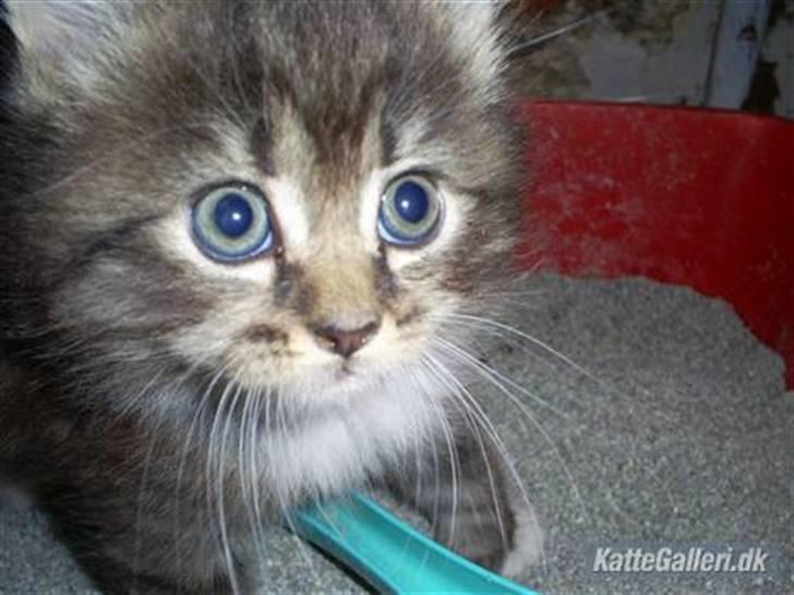 Blanding af racer Florian billede 4