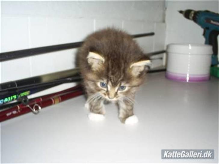 Blanding af racer Florian billede 5