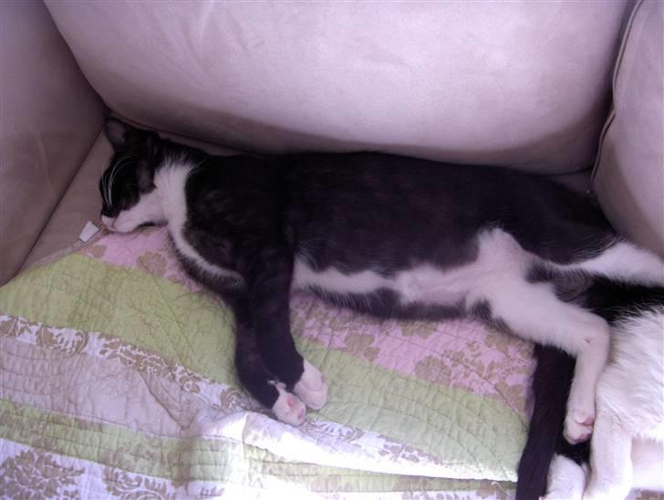 Blanding af racer Maine Coon mix *Burgermis - Meget udmattet efter en hård dag på arbejde billede 5