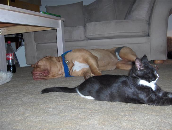 Blanding af racer Maine Coon mix *Burgermis - Cleo og Burger relaxer billede 6