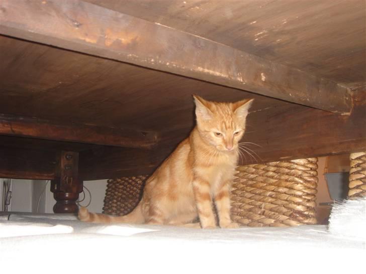 Huskat Eigil (R.I.P. 26.12.12) - Her er Eigil lige kommet hjem, det er lidt farligt, så man gemmer sig under spisebordet. billede 1